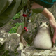 What are you, weird tiny ball of fluff?! Still: YouTube